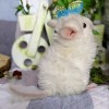 Олаф
