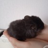 СИ Цимес