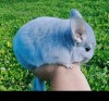 Ювина