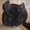 Ластик