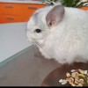 Чел Чин Царь