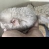 Бэлла