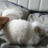 Юлиус