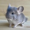 Лучик