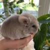 Мила