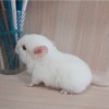Алан