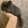 Сколль