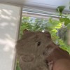 Помет Б щенок 2
