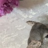 Чип