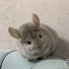 Бейлиз