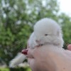 Жасминка