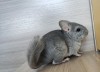 Маркуша Кор