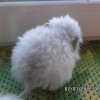 Амаль