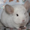 Розмарин