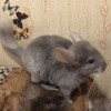 Феня нРекс