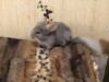 3 месяца