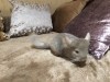 3 месяца