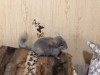 3 месяца