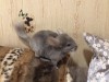 3 месяца