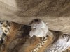 1 неделя