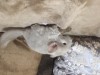 1 неделя