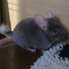 Сникерс