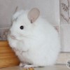 Флер