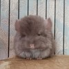 Лаки