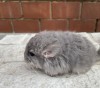 Литл Френд Ванакаури Рекс нС