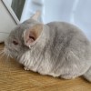 Лайла