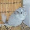 Силвер