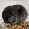 Мартин  НЧЖ