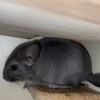 Алфея Чил