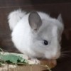 Сенечка