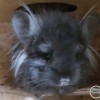 Фантазер МИ