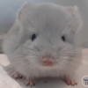 ЗС Ассия