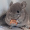 ЗС Кордон