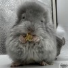 Лолло Флорет