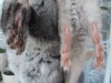 Сфотографировала рядом с лапками бархатной сестры