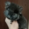 Маркиз