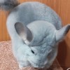Свит Хэппи Льдина