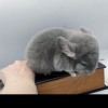 Свит Хэппи Наглый Фрукт