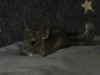 1мес.