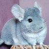 Аллиум