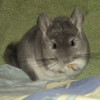 Лолита