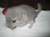 2 недели