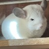Сильвер Сам
