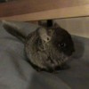 Клео