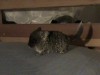 1мес.