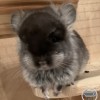 Амадей